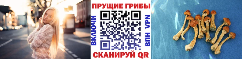 Псилоцибиновые грибы ЛСД  наркота  Павловская 